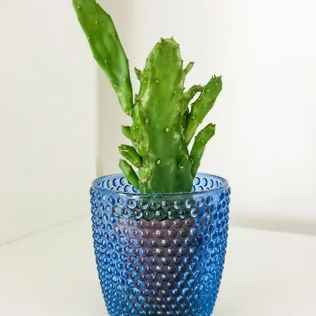 Endless Summer 코라레호