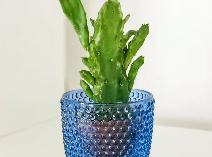 Endless Summer コラレホ